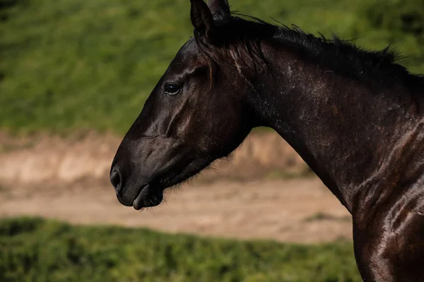 Cavalo Preto Jogando Campo Fotos De Bancos De Imagens