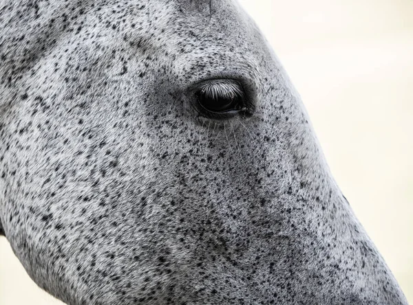 Siyah at sahada oynuyor.