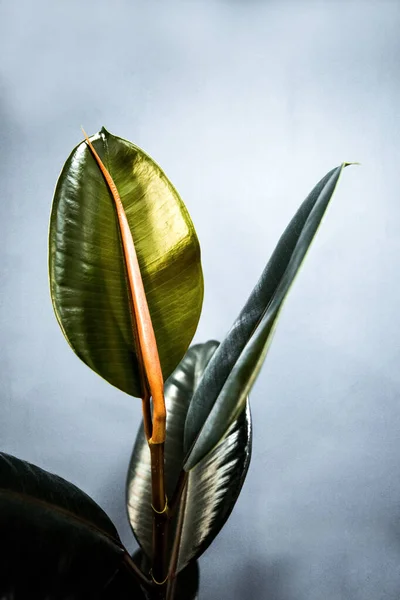 Yeşil yapraklı egzotik çiçek ve kırmızı kapsül. Yaklaş, boşluğu kopyala.