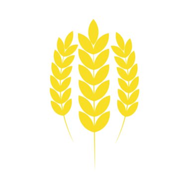 Üç buğday ikonu izole edildi. Sarı tarım buğday sembolü