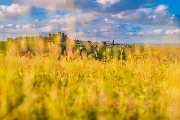 Klassiskt Toscana Landskap Sommaren Med Gröna Kullar Hus Landet Olivlundar — Stockfoto