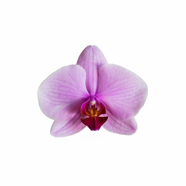 Flor Rosa Phalenopsis Orchid Isolado Fundo Branco Close Vista Superior — Fotografia de Stock