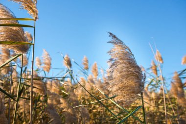 Yaz güzellik reed kamışı WISP günbatımı üzerinde