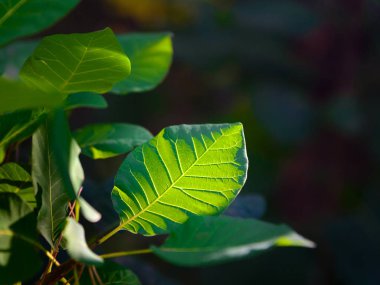 Günbatımı güneşli yeşil yaprağına Beaty