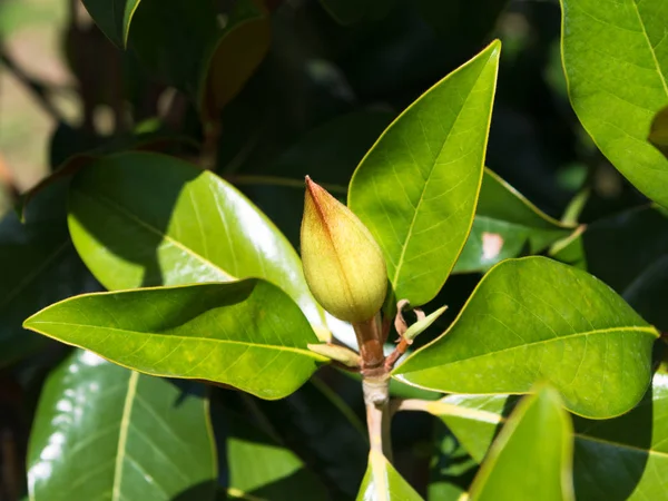 Bourgeon de fleur de magnolia de Crimée — Photo
