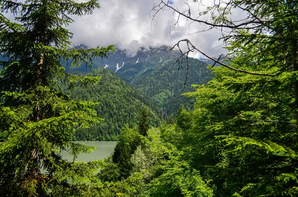 Kafkaslar Ritsa Gölü Abhazya 'da çam ormanlarında