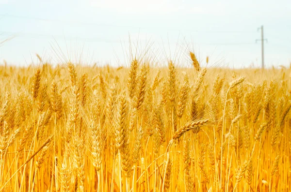 Летний урожай обои пшеничные уши желтое солнечное фото — стоковое фото
