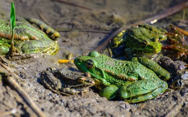 Семейство зелёных лягушек — стоковое фото