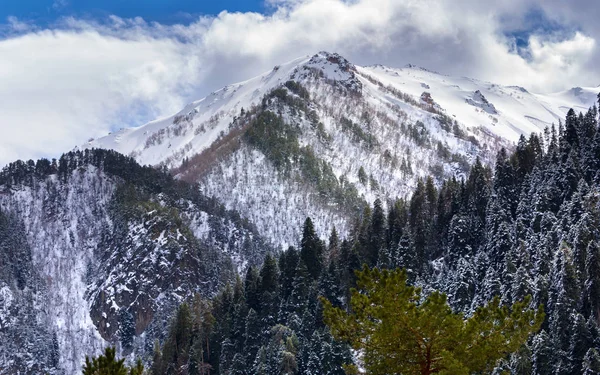 Cáucaso montanhas de primavera com picos de neve. Dombai, Rússia . — Fotografia de Stock