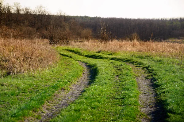 Sonbahar ormanlarında günbatımının engebeli yolu