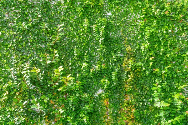 Grön Krypväxt Vägg Med Solsken Morgonen — Stockfoto