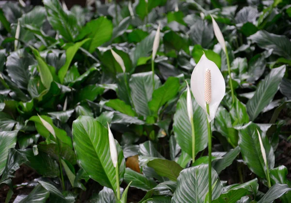 Pole Białego Spathiphyllum Lub Kwitnącej Lilii Pokojowej Ogrodzie — Zdjęcie stockowe