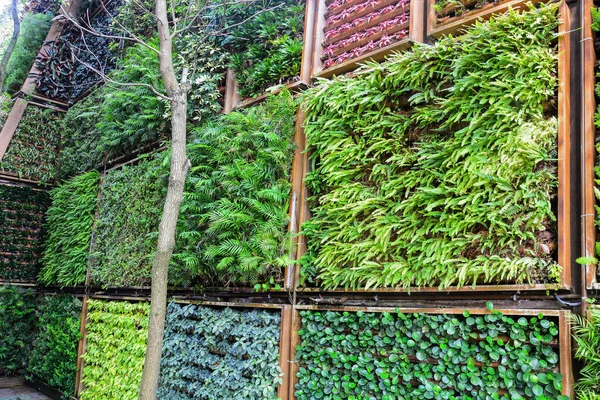 Jardinage Mur Décoré Jardin Vertical Extérieur Floral Dans Jardinière Bois — Photo