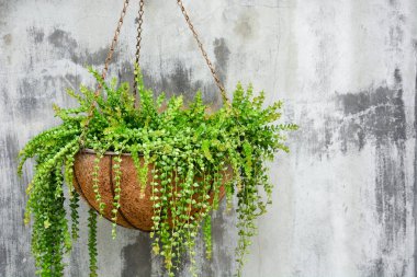 ornamental hanging plant, million heart plant or dischidia ruscifolia decne in coconut fiber husk pot hanging on cement wall background, copy space clipart