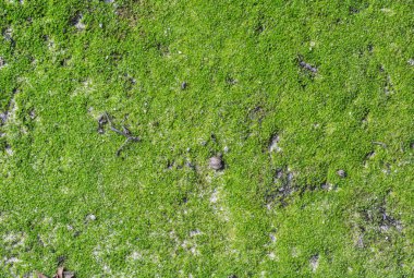 yeşil yosun dokusu arkaplanı, kopyalama alanı