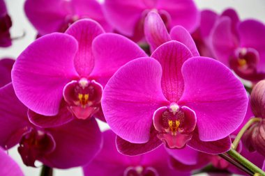 Mor orkidelere yakın, güzel Phalaenopsis çizgili orkide çiçekleri (seçici odak))