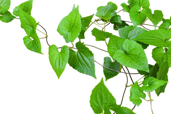 Hartvormige Groene Bladwijnstokken Geïsoleerd Witte Achtergrond Kopieerruimte — Stockfoto