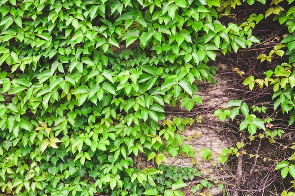 Grön Färg Löv Vägg Konsistens Naturliga Gröna Löv Och Roten — Stockfoto