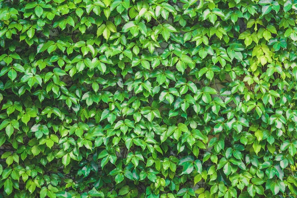 Giardino Verticale Foglie Verdi Struttura Della Parete Foglia Verde Naturale — Foto Stock