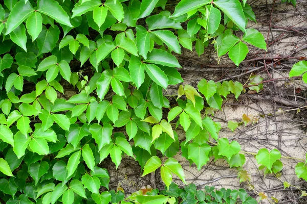 Wiosna Czas Zielony Kolor Liście Tekstury Ściany Naturalny Zielony Liść — Zdjęcie stockowe