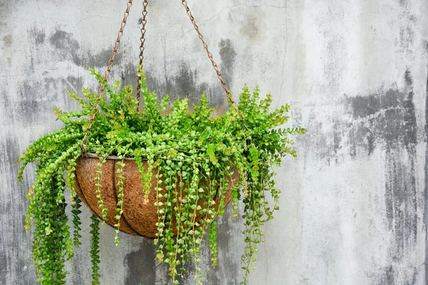 ornamental hanging plant, million heart plant or dischidia ruscifolia decne in coconut fiber husk pot hanging on cement wall background, copy space