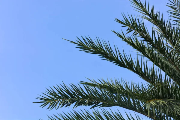 green palm leave on blue sky background, copy space