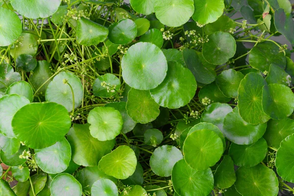 Doğal tatlı su pennywort veya centella asiatica yaprağı, bitkisel tedavi