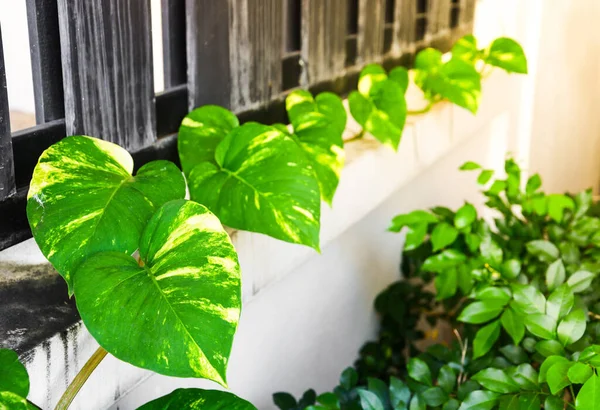 kalp şeklinde pothos yaprakları çite tırmanır (seçici odak)
