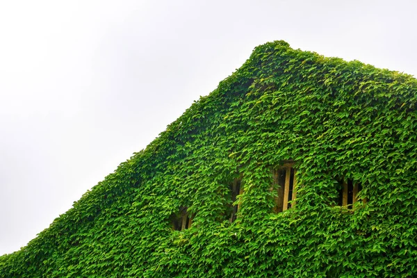 Lierre Vert Toit Recouvert Feuilles Vertes Naturelles Mur Avec Fenêtre — Photo