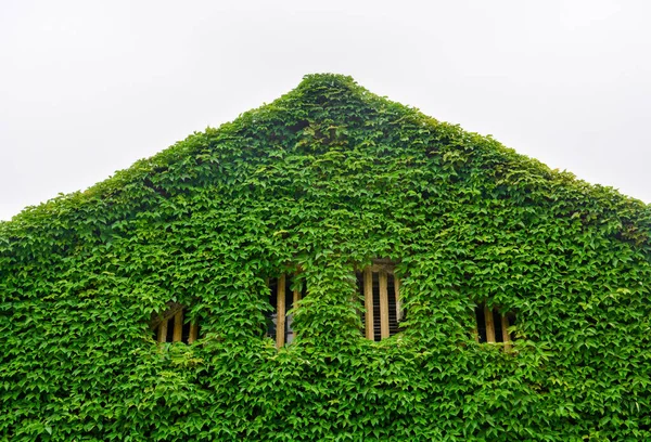 Zielony Bluszcz Naturalny Zielony Liść Zadaszony Dach Ściana Drewnianym Oknem — Zdjęcie stockowe