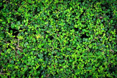 Carmona retusa ağaçları (vahl) masam veya siyah arkaplanda fukien çay ağaçları