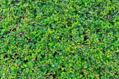 Carmona retusa ağaçları (vahl) masam veya arkaplan için fukien çay ağaçları