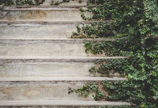 Alte Zementtreppe Und Holzeinfassung Mit Begrünter Schlingpflanze Kopierraum Umweltfreundliches Konzept — Stockfoto