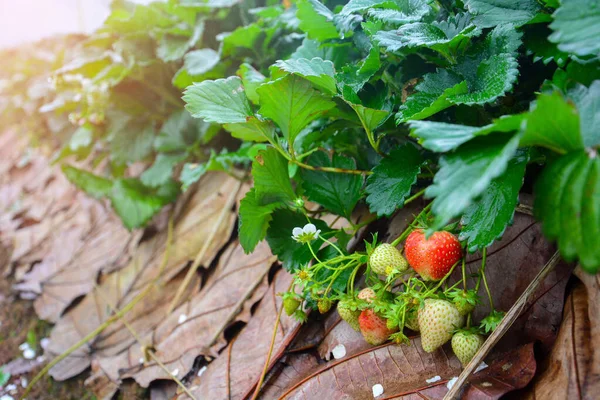 Fresh Growing Strawberry Ripe Field — Stock Photo, Image