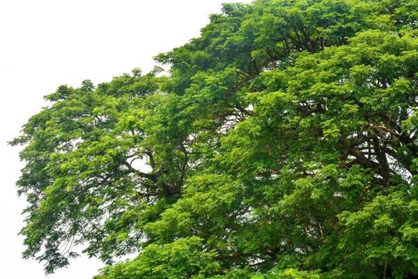 배경에 이스턴 Raintree 삼라니아 Samanea Saman 나무의 꼭대기 — 스톡 사진