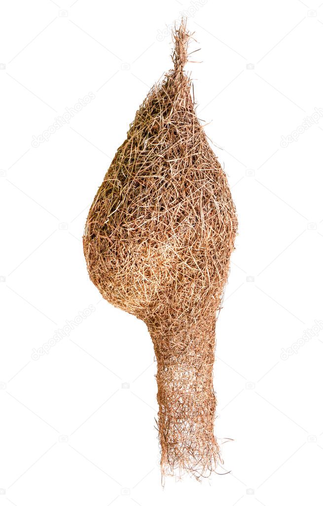 empty weaver bird nest isolated on white, clipping path