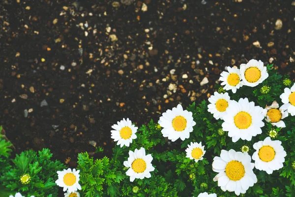 Vacker Vit Tusensköna Eller Kamomill Blommor Blommar Vid Gränsen Till — Stockfoto