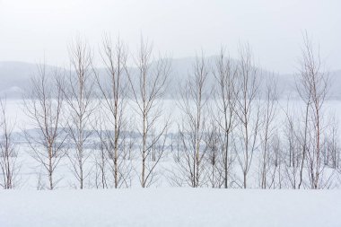 Minimum kış manzarası, kış günü kar yağarken göl ve dağ manzaralı ağaçlar, fotokopi alanı, Hokkaido, Japonya