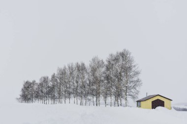 Minimum kış manzarası, kış günü kar yağarken sıra sıra ağaçlarla kaplı sarı kulübe, kopyalama alanı, Biei, Hokkaido, Japonya 'da yedi yıldız ağacı.
