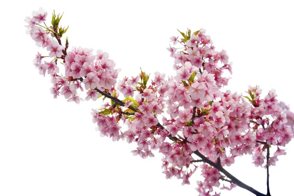 Kırpma yolu, pembe kiraz çiçeğinin dalını kapat ya da beyaz arkaplanda izole edilmiş sakura çiçekleri, boşluğu kopyala