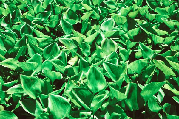 Tło Tekstury Liści Hiacynt Wody Rośliny Zielony Liści Wzór Ciemnym — Zdjęcie stockowe