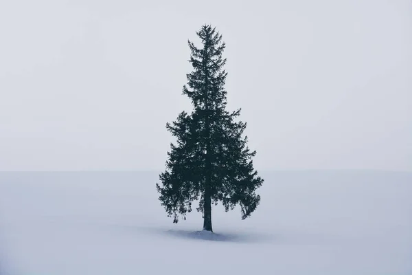 Minimum kış manzarası, kar üzerinde tek ladin ağacı kış günü kar yağışı sırasında tepeyi kapladı, kopya alanı, Biei, Hokkaido, Japonya 'da Noel ağacı
