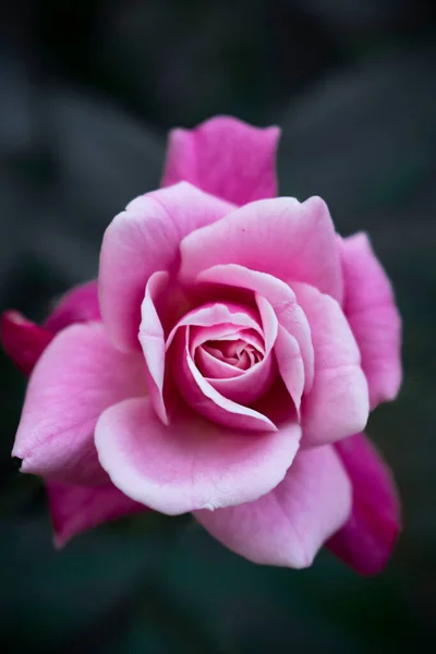 Closeup Image Top View Pink Rose Dark Background — Stock Photo, Image