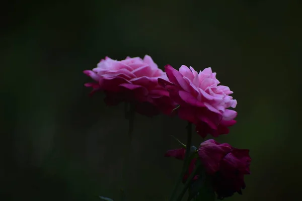 Una Imagen Cercana Rosas Rosadas Rojas Con Fondo Oscuro — Foto de Stock