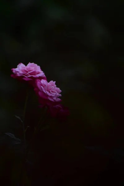 Koyu Arkaplanlı Güllerin Potrait Görüntüsü — Stok fotoğraf