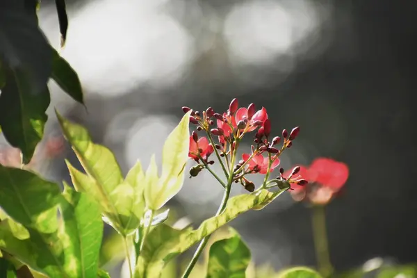 Una Flor Peregrina Roja Con Hojas Verdes Bokeh Fondo — Foto de Stock