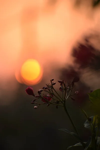 Une Fleur Pérégrine Pendant Aube Dorée Avec Soleil Arrière Plan — Photo