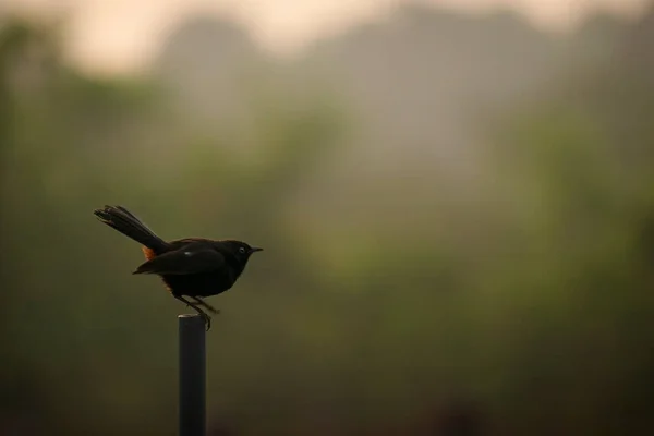 Small Bird Sitting Top Pipe — Stock Photo, Image