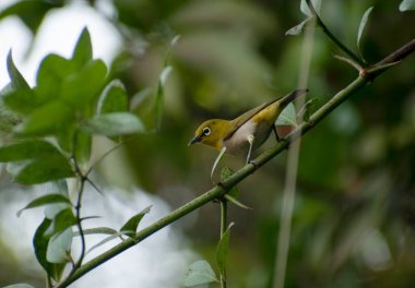 Dal üzerinde öten beyaz gözlü bir kuş düşük açıyla ateş ediyor.