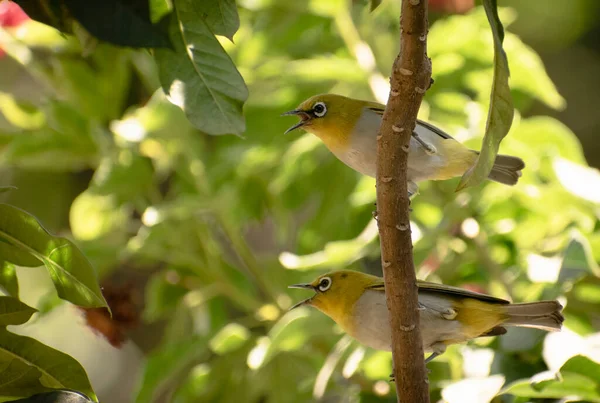 Par Pájaros Ojos Blancos Retorcidos Sentados Rama Del Árbol — Foto de Stock